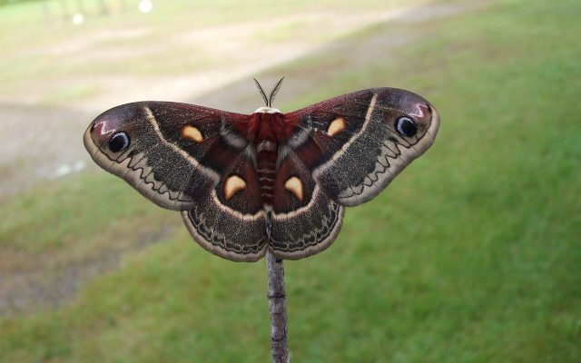 Columbia Silkmoth reference