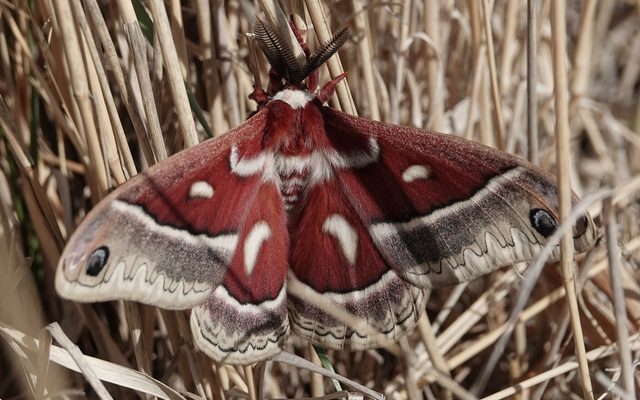 Glover's Silkmoth reference