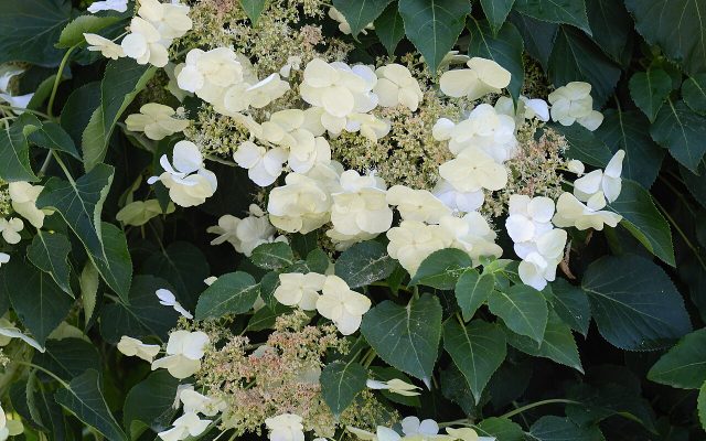 Climbing Hydrangea reference