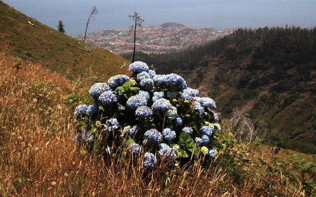 Bigleaf Hydrangea reference