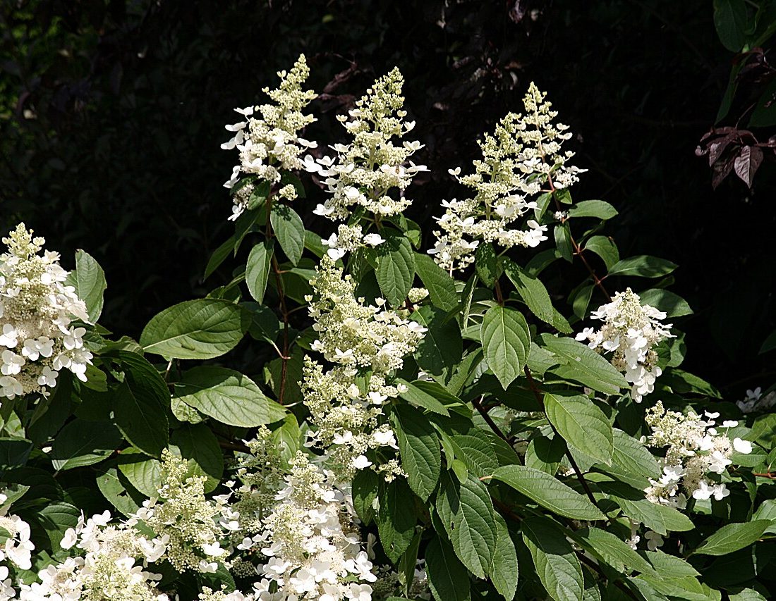 Panicle Hydrangea reference