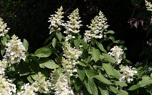 Panicled Hydrangea reference