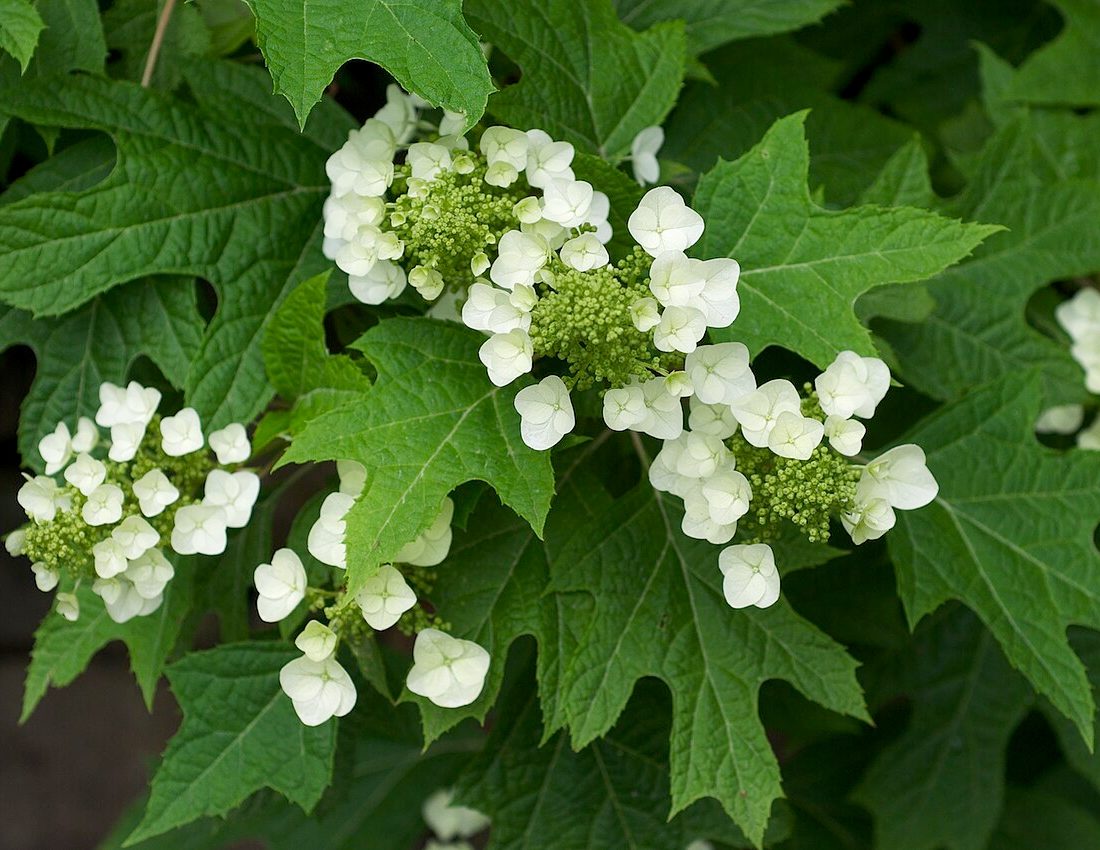 oakleaf hydrangea reference
