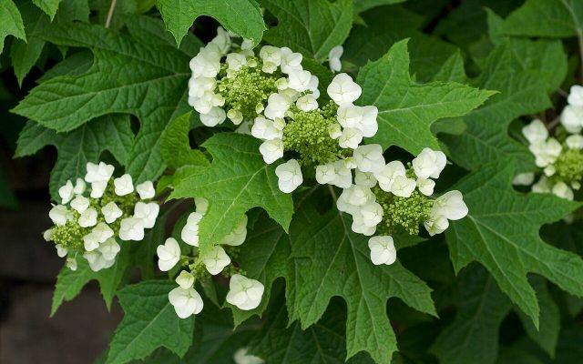 Oakleaf Hydrangea reference