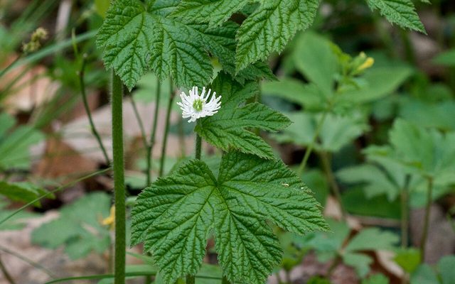 Goldenseal reference