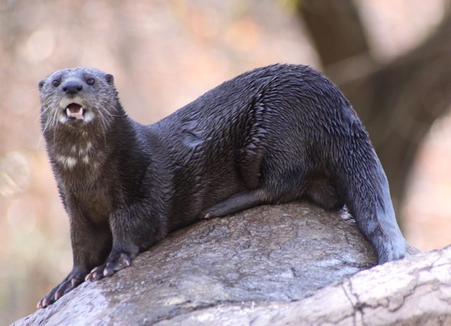 Spotted-necked Otter reference