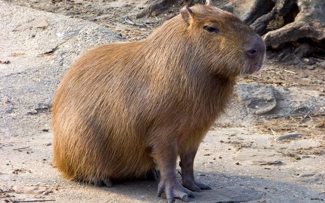 Capybara reference