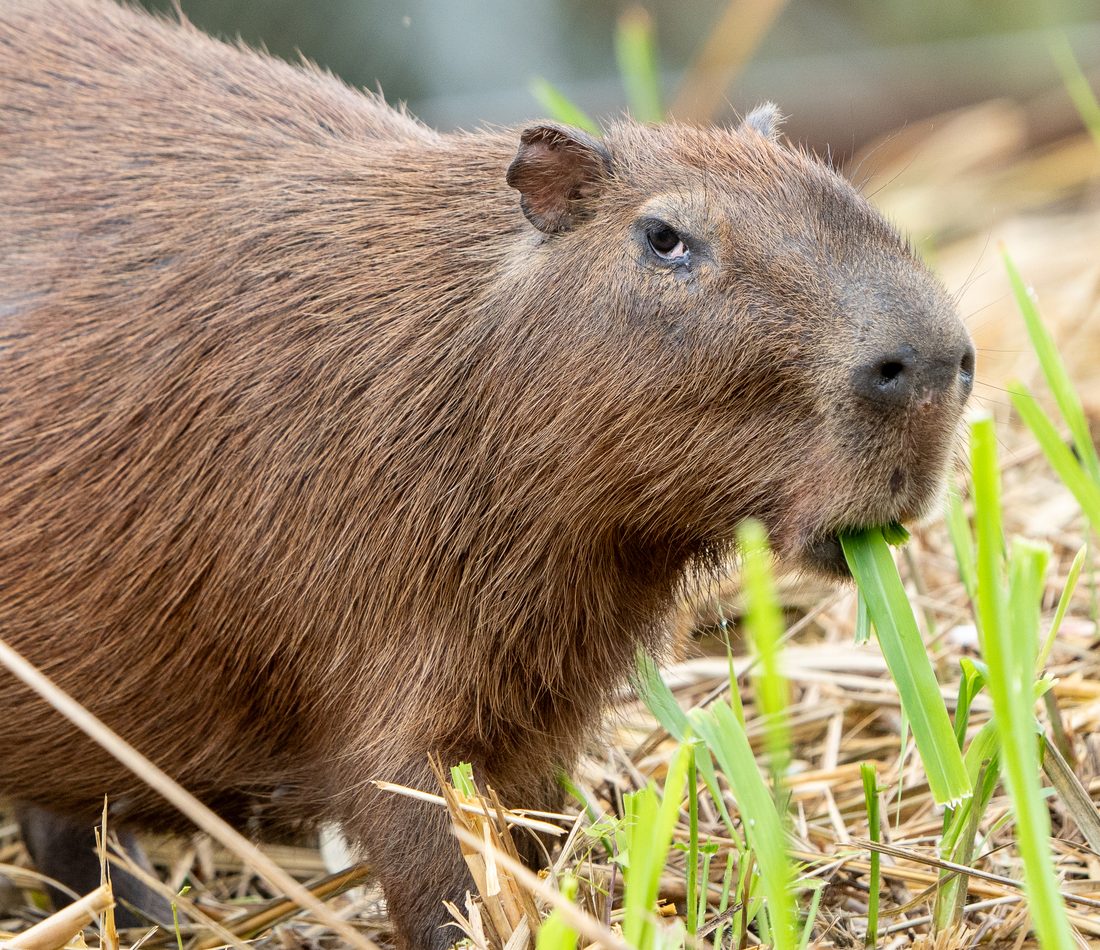 Lesser Capybara reference