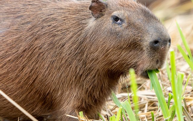 Lesser Capybara reference