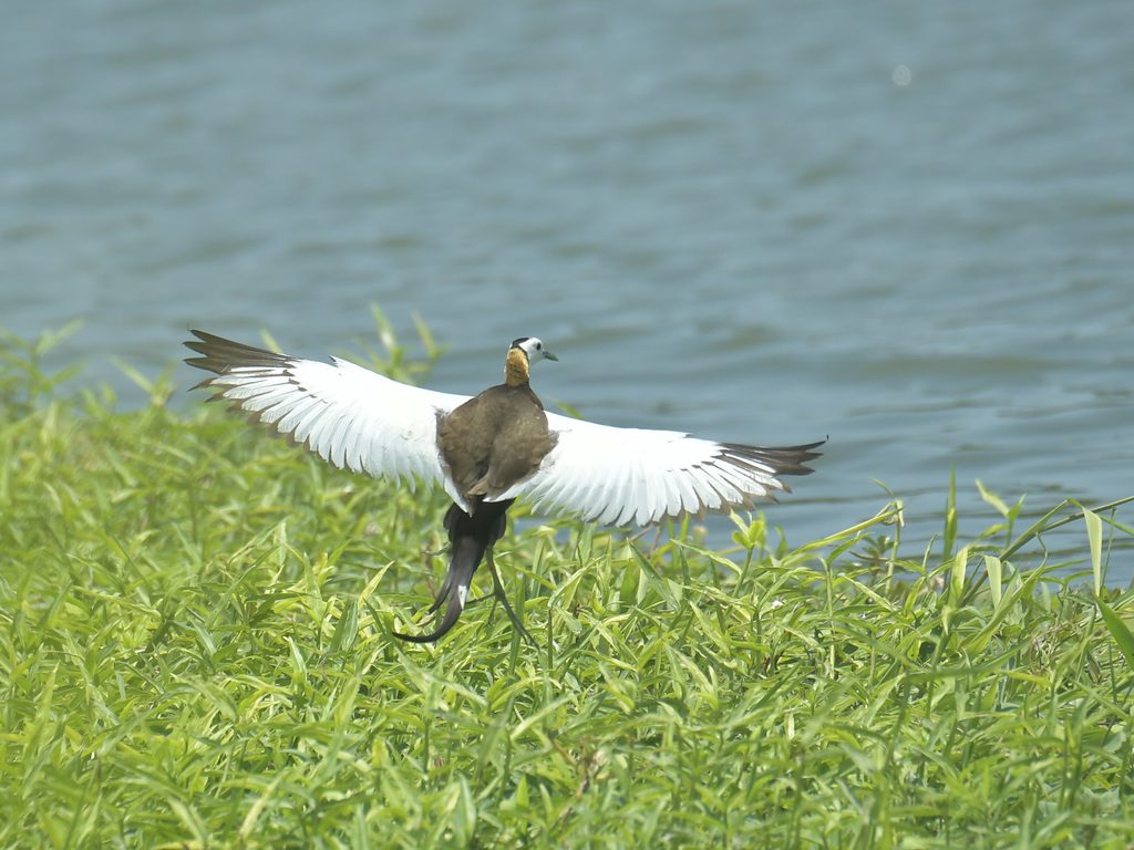 Pheasant-tailed Jacana reference