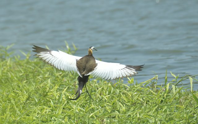 Pheasant-tailed Jacana reference