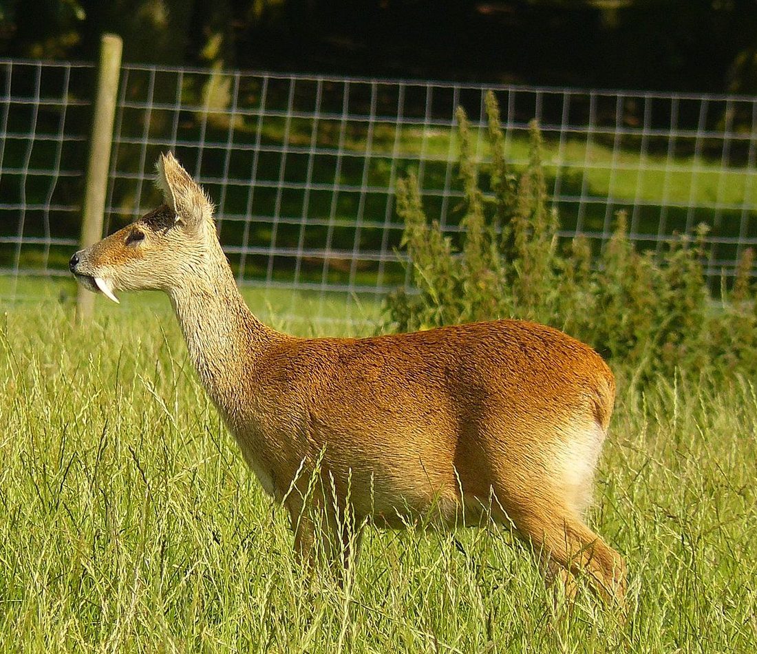 Korean Water Deer reference