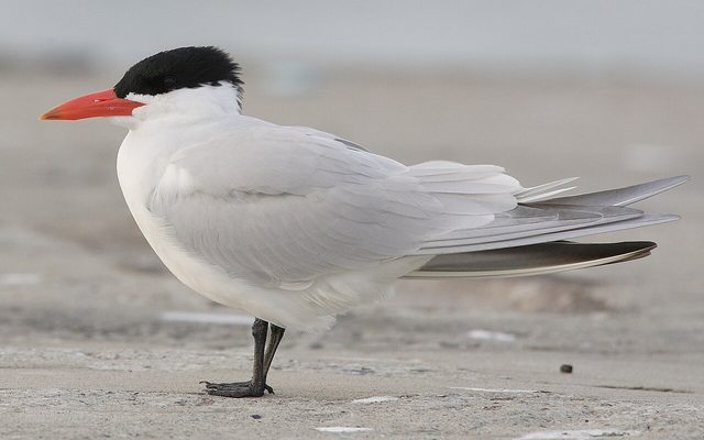Caspian Tern reference