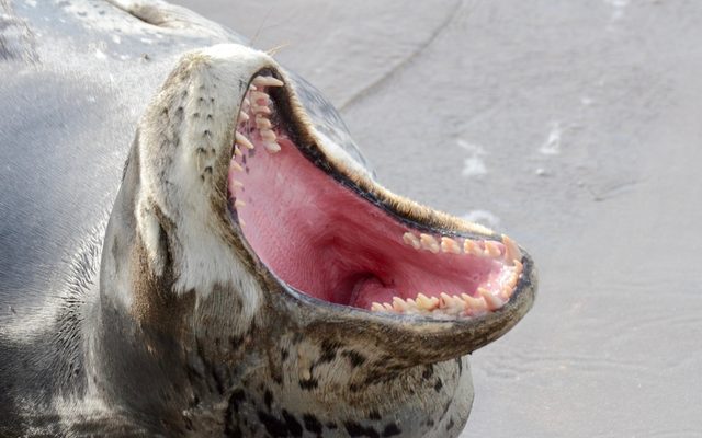 Leopard Seal reference