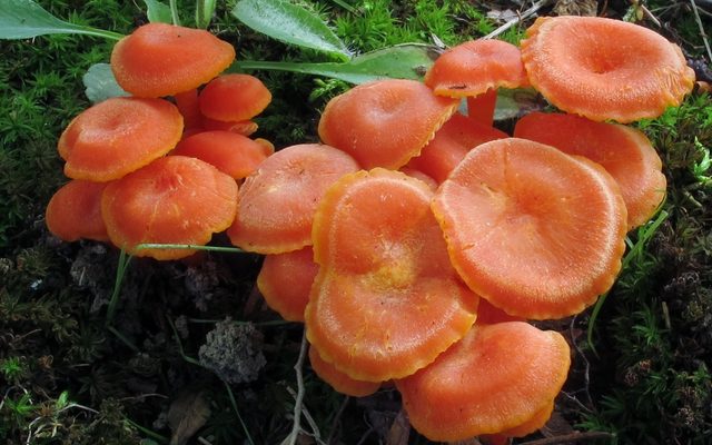 Flame Waxcap reference