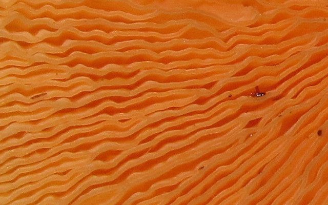 False Chanterelle reference