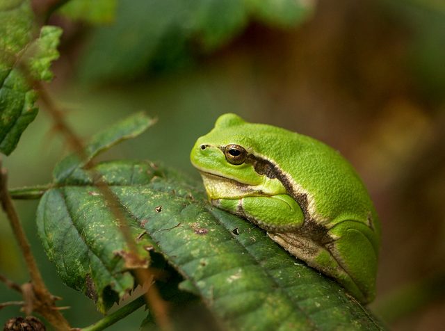 European Tree Frog reference