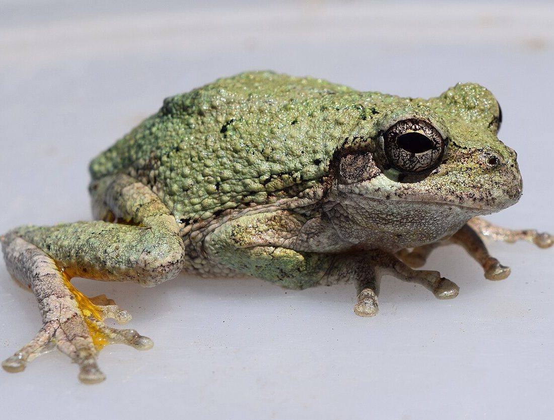 Cope's Gray Tree Frog reference