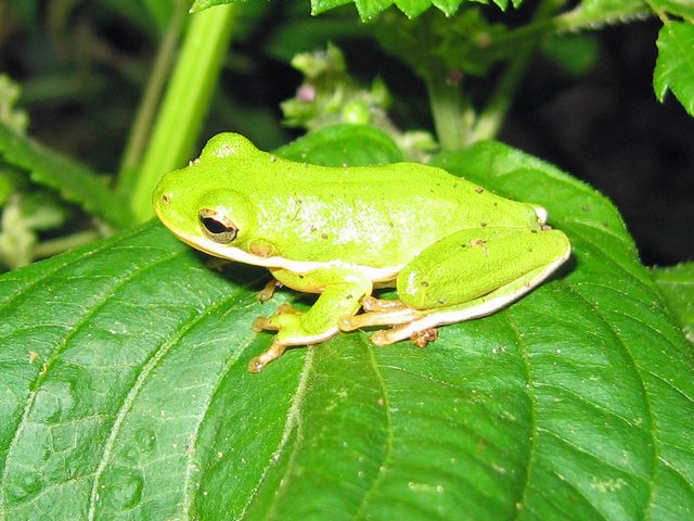 Green Treefrog reference
