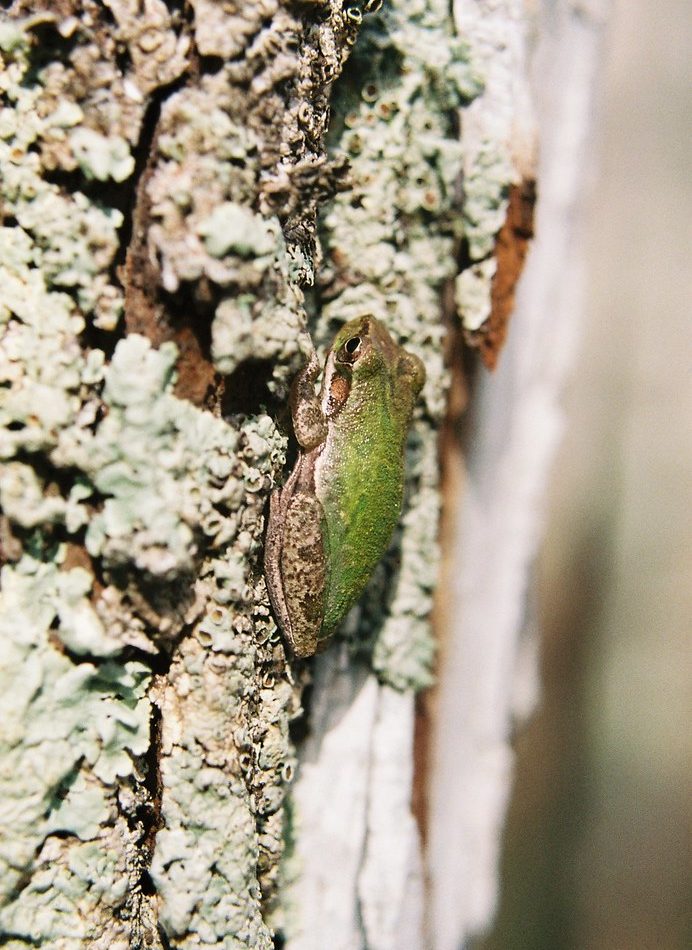 Barking Tree Frog reference