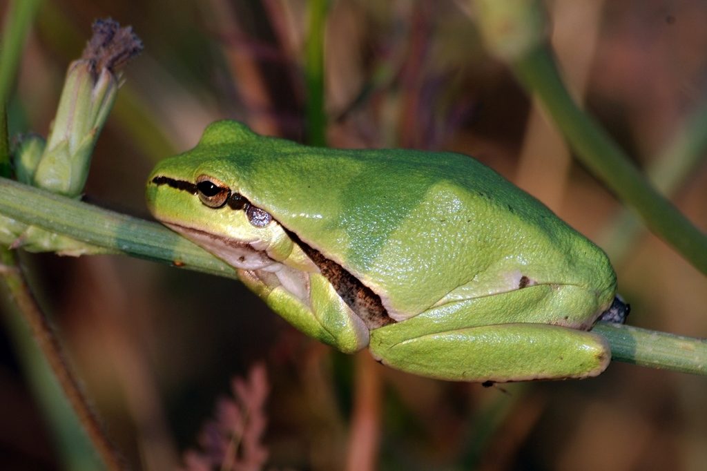 Middle Eastern Tree Frog reference