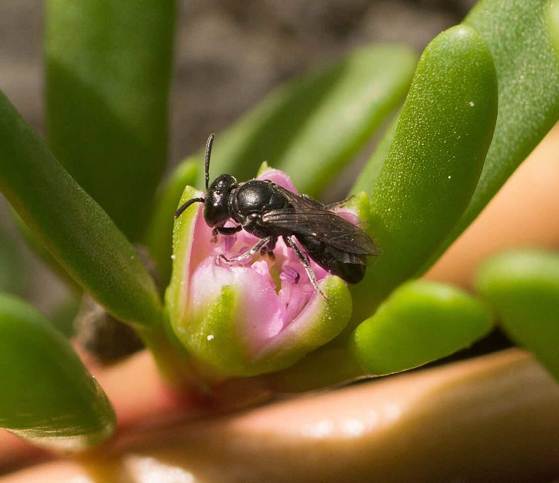 Hawaiian Yellow-faced Bee reference