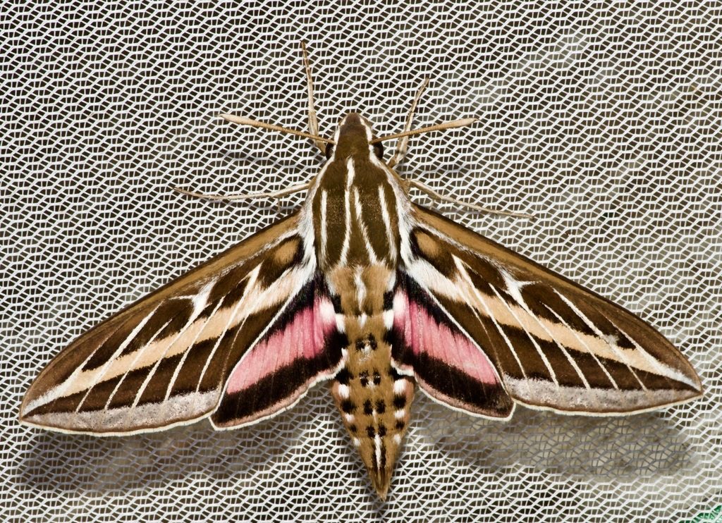 White-lined Sphinx reference