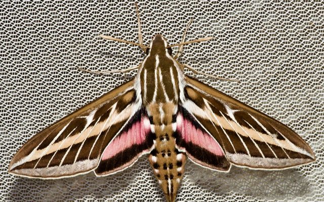 White-Lined Sphinx reference