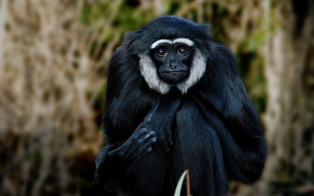 Agile Gibbon reference