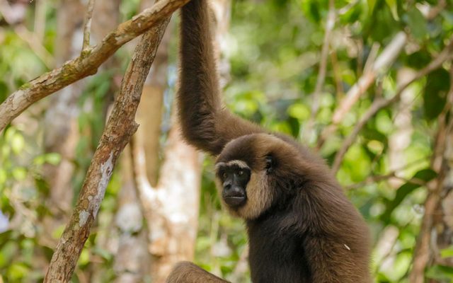 Bornean White-Bearded Gibbon reference