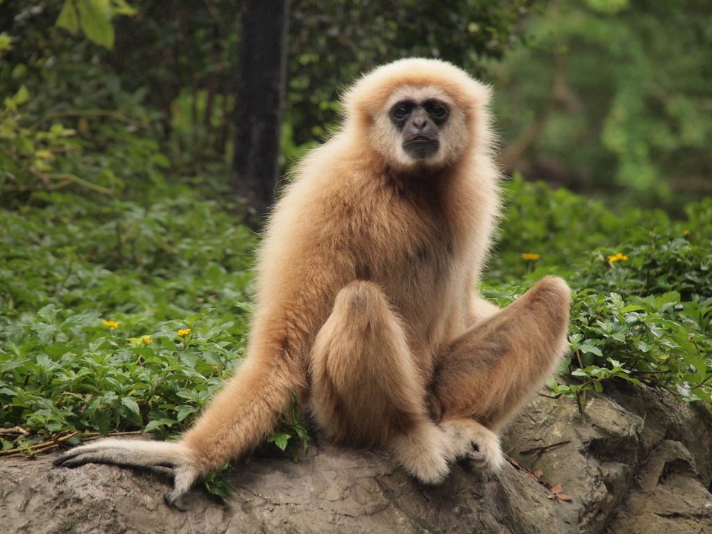 Lar Gibbon reference