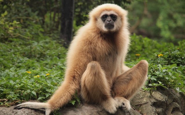 Lar Gibbon reference