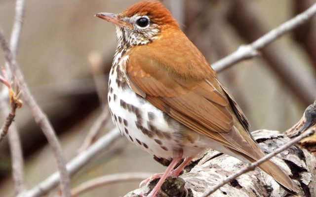 Wood Thrush reference