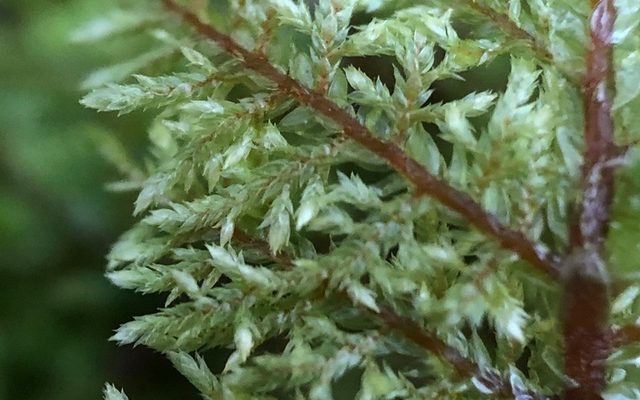 Stairstep Moss reference