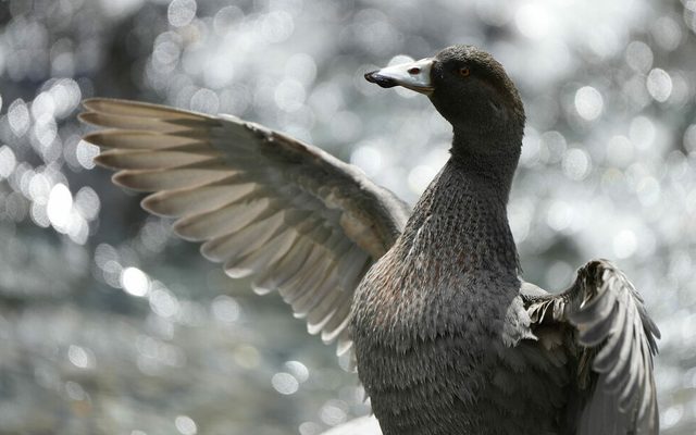 Blue Duck reference