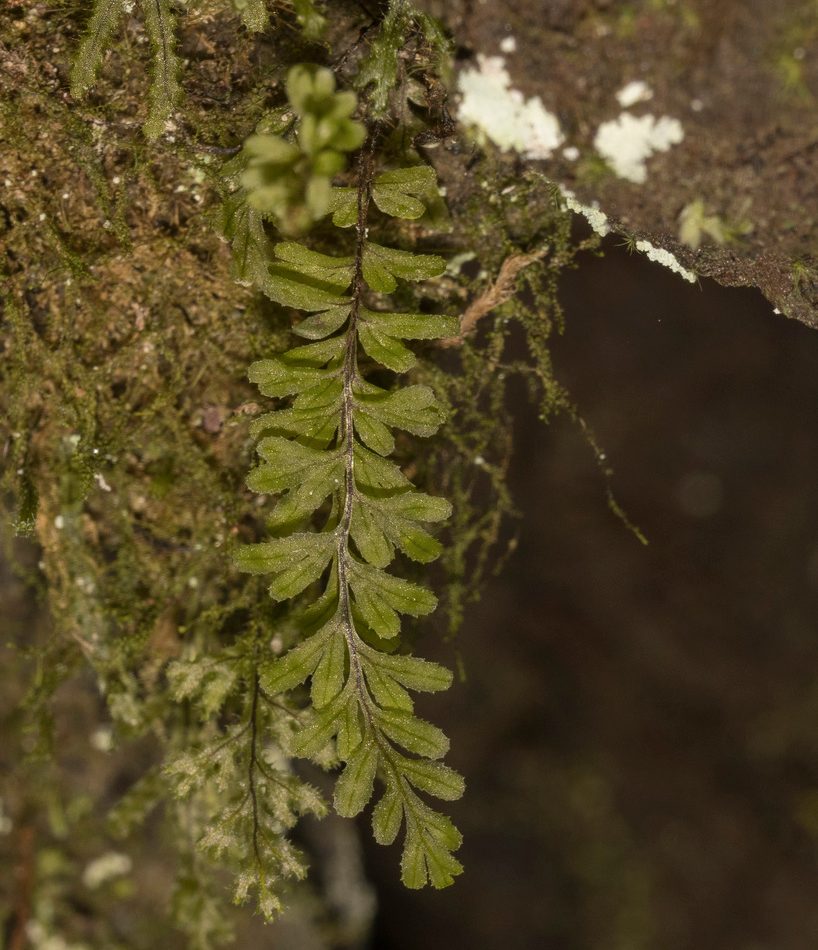 Falkland Filmy Fern reference