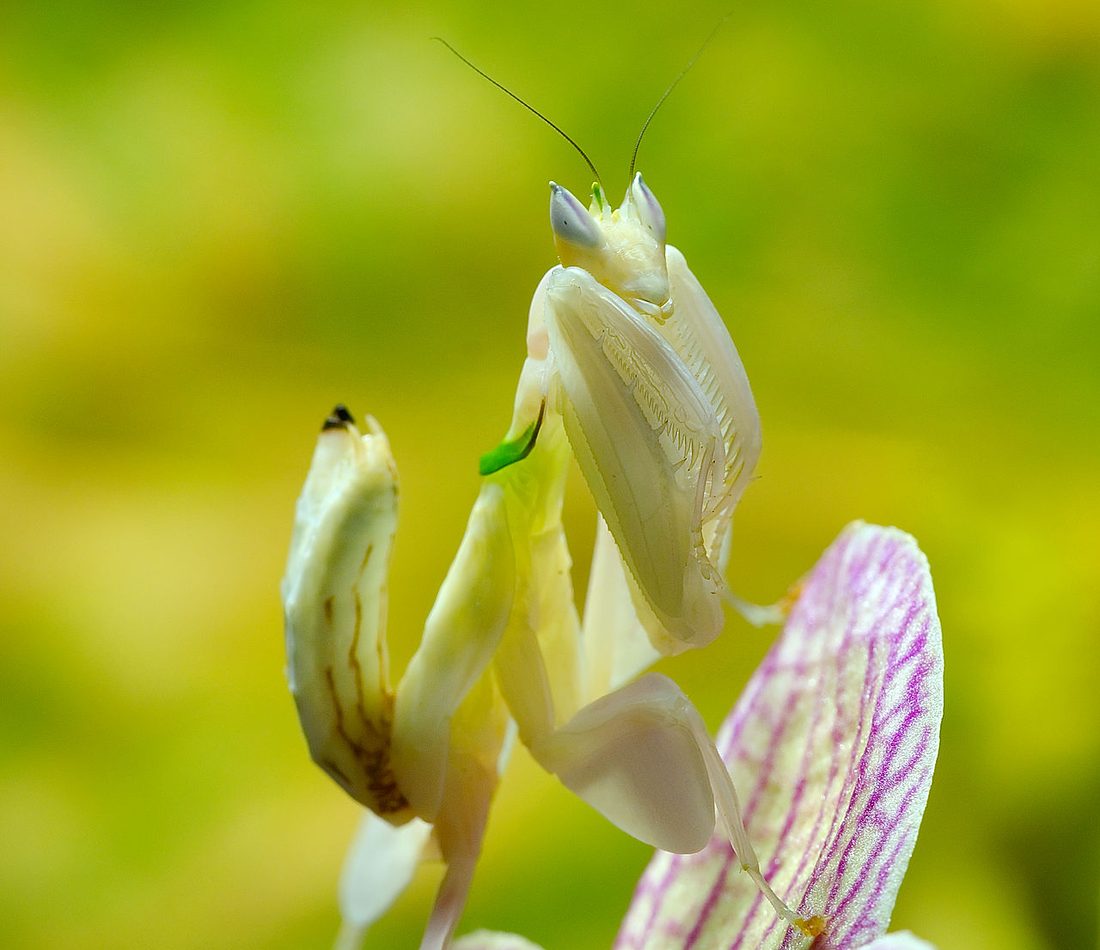 Orchid Mantis reference