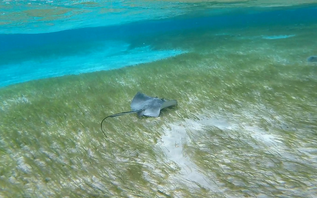 Southern Stingray reference