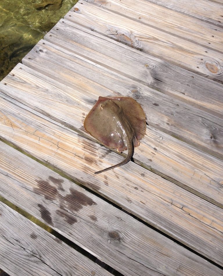 Atlantic Stingray reference