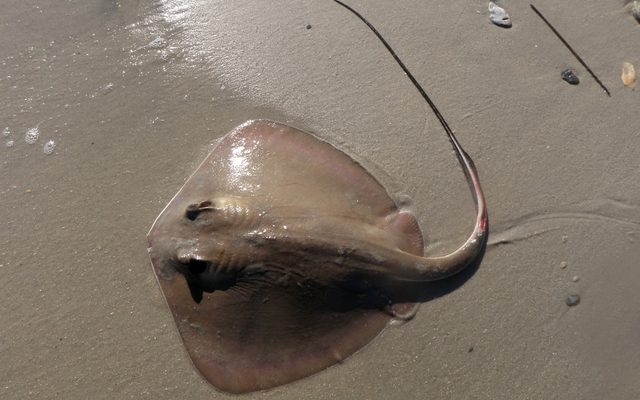 Bluntnose Stingray reference