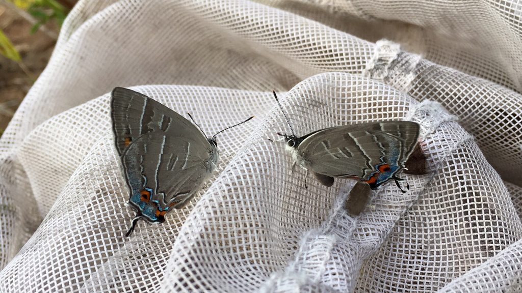 Colorado Hairstreak reference