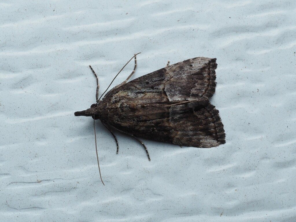 Green Cloverworm Moth reference