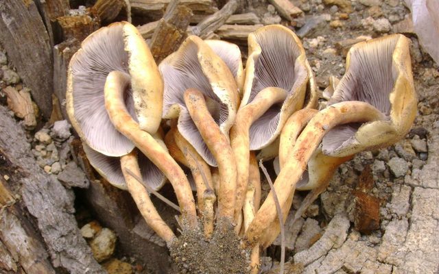 Conifer Tuft reference