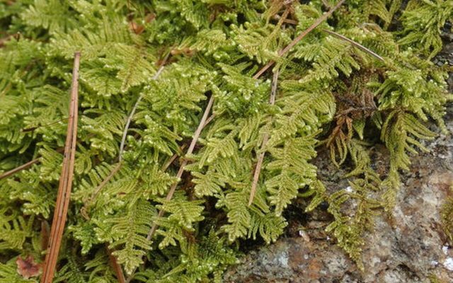 Log Moss reference