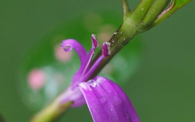 Polka Dot Plant reference