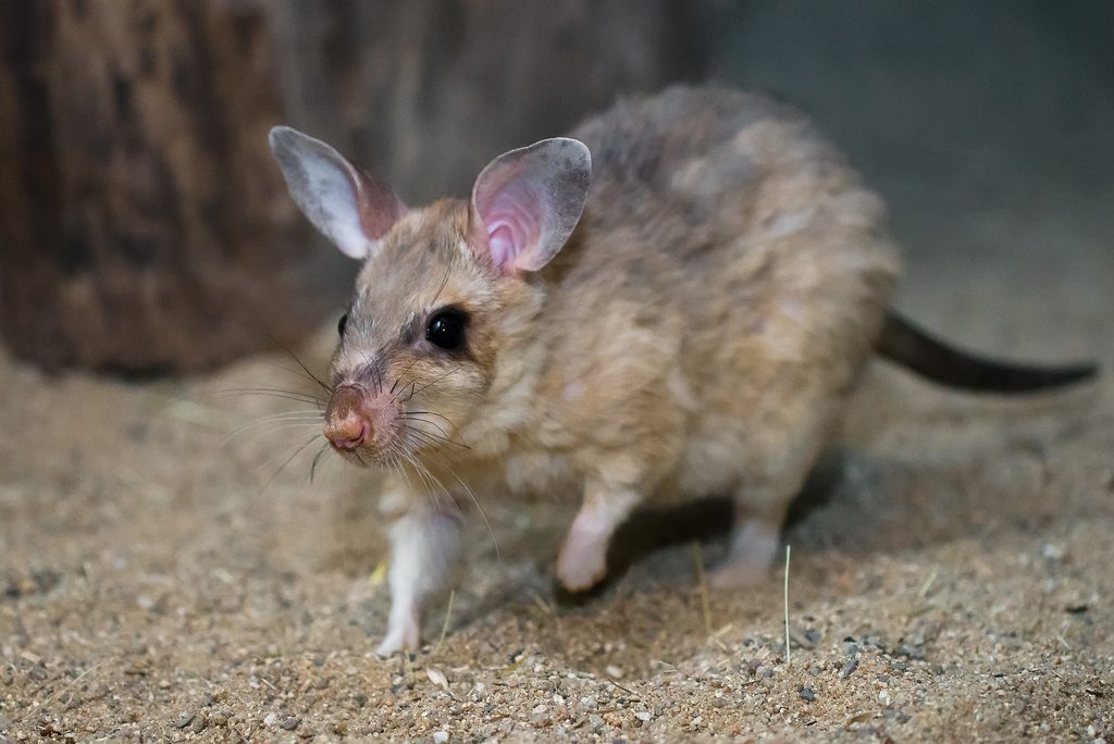 Giant Jumping Rat reference