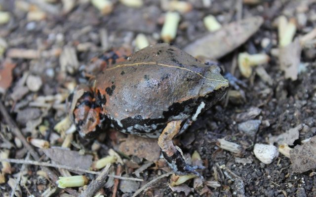 Sheep Frog reference