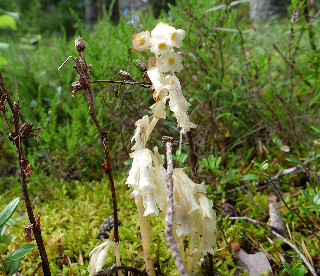 Hypopitys monotropa reference