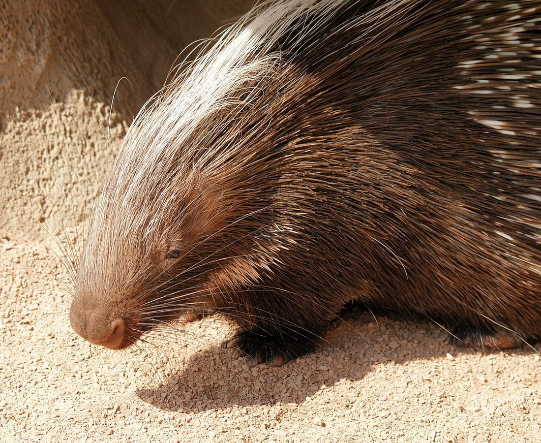 Cape Porcupine reference