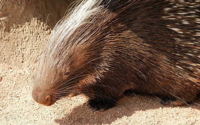 Cape Porcupine reference